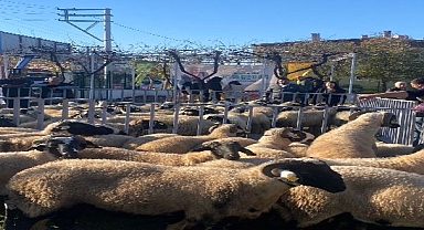 Küçükbaş destekleri 5 yılda 10 bini aştı