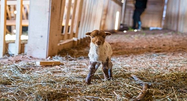 Kaçeli koyunlarının yeni evi Olivelo Yaşayan Parkı