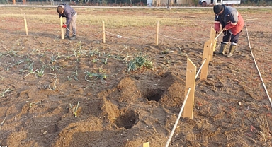Kum Zambakları Menderes’te Koruma Altında