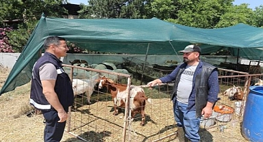 Menderes Zabıtasından Kurban Denetimi