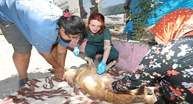 Hayvanların sağlık durumu iyi