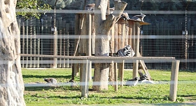 Sömestr Menderesli Çocuklara Güzel